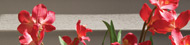 Homepage Grid - Flowers Small